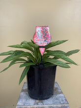 Load image into Gallery viewer, Digitalis ‘Ruby Glow’