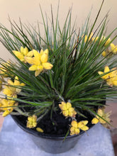 Load image into Gallery viewer, Conostylis setigera ‘Lemon Lights’