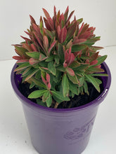 Load image into Gallery viewer, Euphorbia 'Tiny Tim'