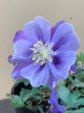 Load image into Gallery viewer, Aquilegia ‘Purple’