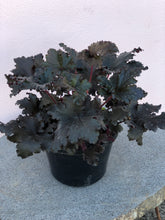 Load image into Gallery viewer, Heuchera ‘Black Taffeta’