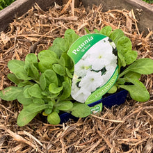 Load image into Gallery viewer, Petunia 'White'