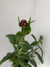 Load image into Gallery viewer, Centranthus ‘Rubra Atrococcineus’
