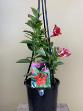 Load image into Gallery viewer, Mandevilla sanderi 'Diamantina Jade Red'