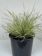 Load image into Gallery viewer, Lomandra 'White Sands'