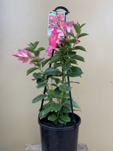 Load image into Gallery viewer, Mandevilla sanderi 'Diamantina Jade Pink'