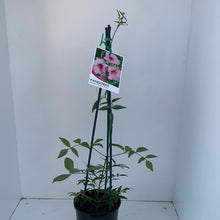 Load image into Gallery viewer, Pandorea 'Deep Pink Form'