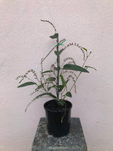Load image into Gallery viewer, Hardenbergia violacea ‘Free’n Easy’