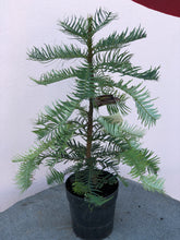 Load image into Gallery viewer, Wollemi nobilis