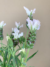 Load image into Gallery viewer, Lavender ‘Sensation’ White