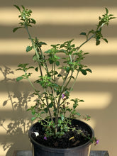 Load image into Gallery viewer, Prostanthera sieberi ‘Minty’