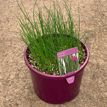 Load image into Gallery viewer, Chives