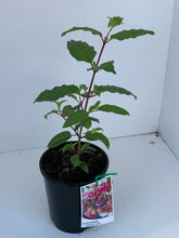 Load image into Gallery viewer, Fuchsia 'Wonder Violet'