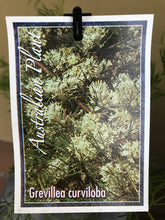 Load image into Gallery viewer, Grevillea curviloba