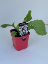 Load image into Gallery viewer, Digitalis purpurea 'Pam's Choice'