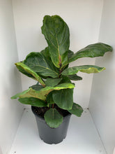 Load image into Gallery viewer, Ficus lyrata