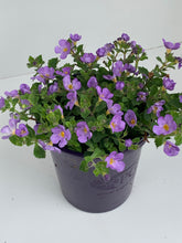Load image into Gallery viewer, Sutera cordata 'Flowerburst Blue'