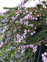 Load image into Gallery viewer, Thryptomene saxicola ‘F.C. Payne’