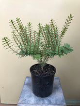 Load image into Gallery viewer, Eutaxia obovata