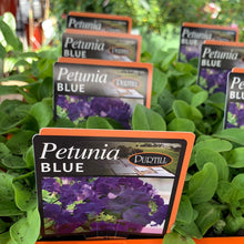 Load image into Gallery viewer, Petunia 'Blue'