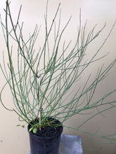 Load image into Gallery viewer, Acacia restiacea