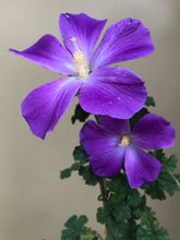 Load image into Gallery viewer, Alyogyne wrayae 'Blue Heeler'