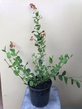 Load image into Gallery viewer, Chorizema varium