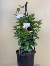 Load image into Gallery viewer, Mandevilla sanderi 'Diamantina Jade White'