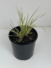 Load image into Gallery viewer, Lomandra 'White Sands'