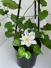 Load image into Gallery viewer, Clematis ‘Veronica’s Choice’