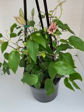 Load image into Gallery viewer, Clematis ‘Ai-nor’