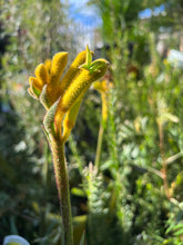 Load image into Gallery viewer, Anigozanthos ‘Bush Bonanza’