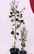 Load image into Gallery viewer, Eucalyptus caesia ‘Silver Princess’