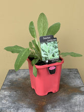 Load image into Gallery viewer, Stachys byzantina 'Lamb's Ears'