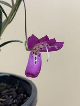 Load image into Gallery viewer, Eremophila ‘Magenta Dream’