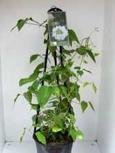 Load image into Gallery viewer, Clematis ‘Duchess of Edinburgh’