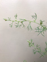 Load image into Gallery viewer, Grevillea curviloba