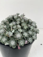 Load image into Gallery viewer, Sedum 'Cape Blanco'