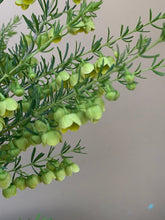Load image into Gallery viewer, Boronia megastigma lutea ’Yellow’