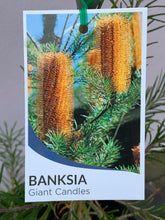 Load image into Gallery viewer, Banksia ‘Giant Candles’