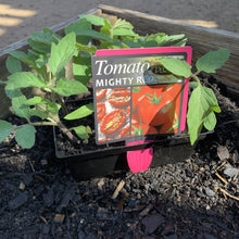 Load image into Gallery viewer, Tomato 'Mighty Red'