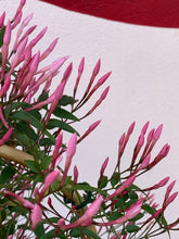 Load image into Gallery viewer, Jasminum polyanthum