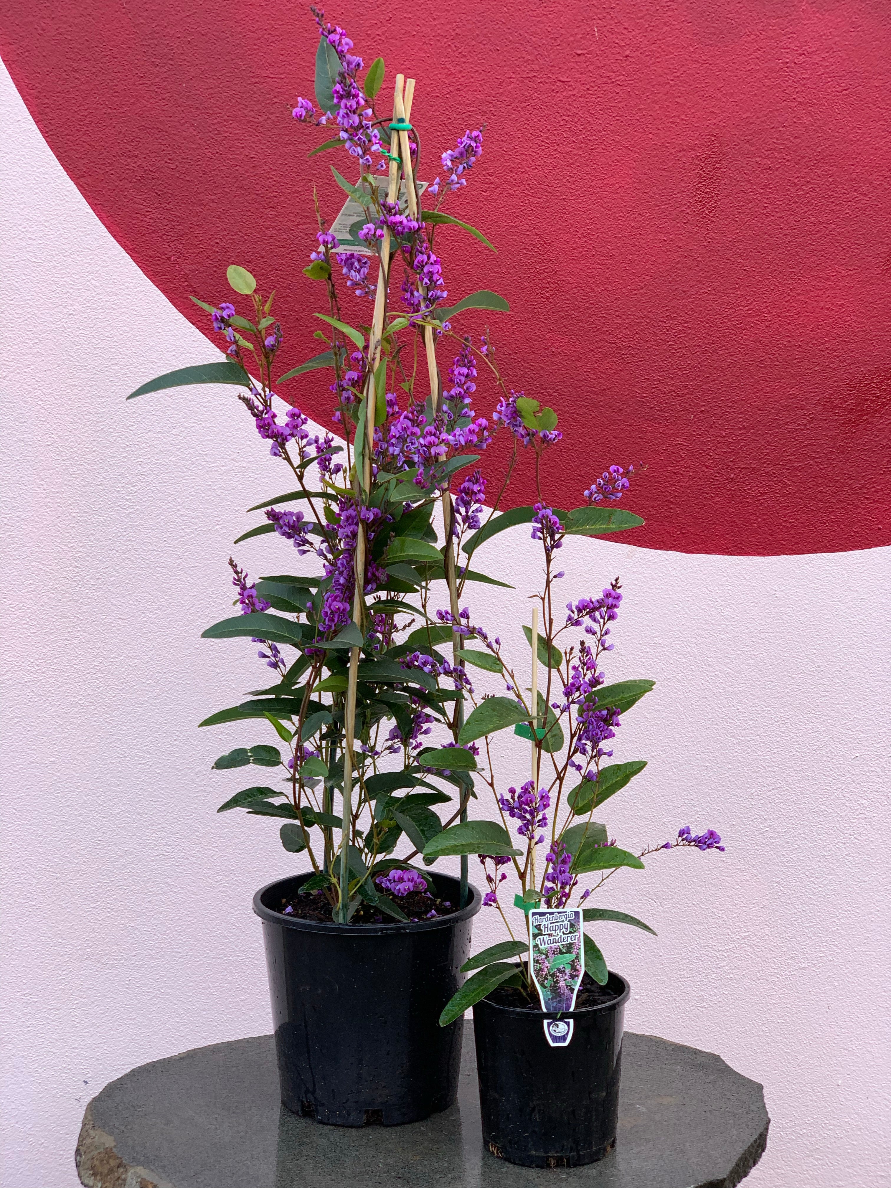 happy wanderer plant in pots Hardenbergia violacea 'Happy Wanderer'