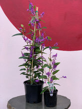Load image into Gallery viewer, Hardenbergia violacea 'Happy Wanderer'