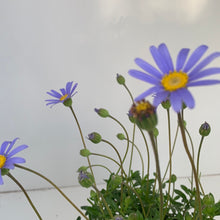 Load image into Gallery viewer, Felicia amelliodes blue