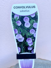 Load image into Gallery viewer, Convolvulus sabatius