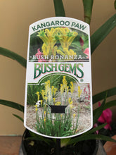 Load image into Gallery viewer, Anigozanthos ‘Bush Bonanza’