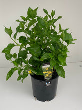 Load image into Gallery viewer, Goodenia ovata 'Little Goodie'