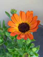 Load image into Gallery viewer, Osteospermum ’Margarita’