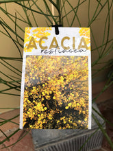 Load image into Gallery viewer, Acacia restiacea